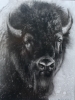 King of the Prairie by Douglas Wodark